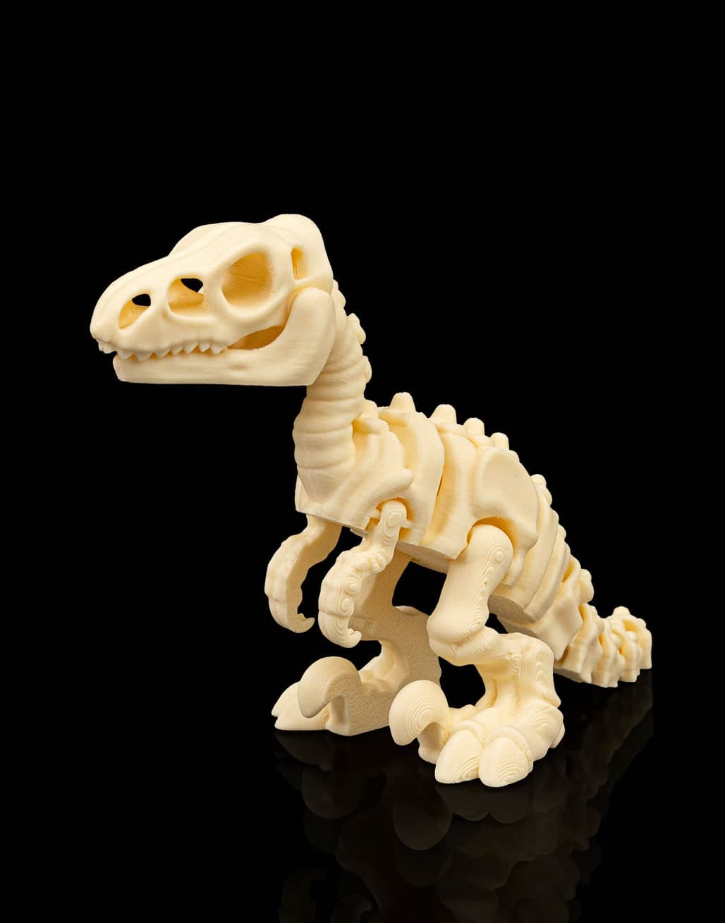Velociraptor Esqueleto